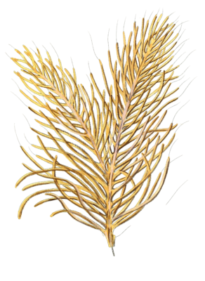 Gorgonia Acerofa Vintage Coral Illustration