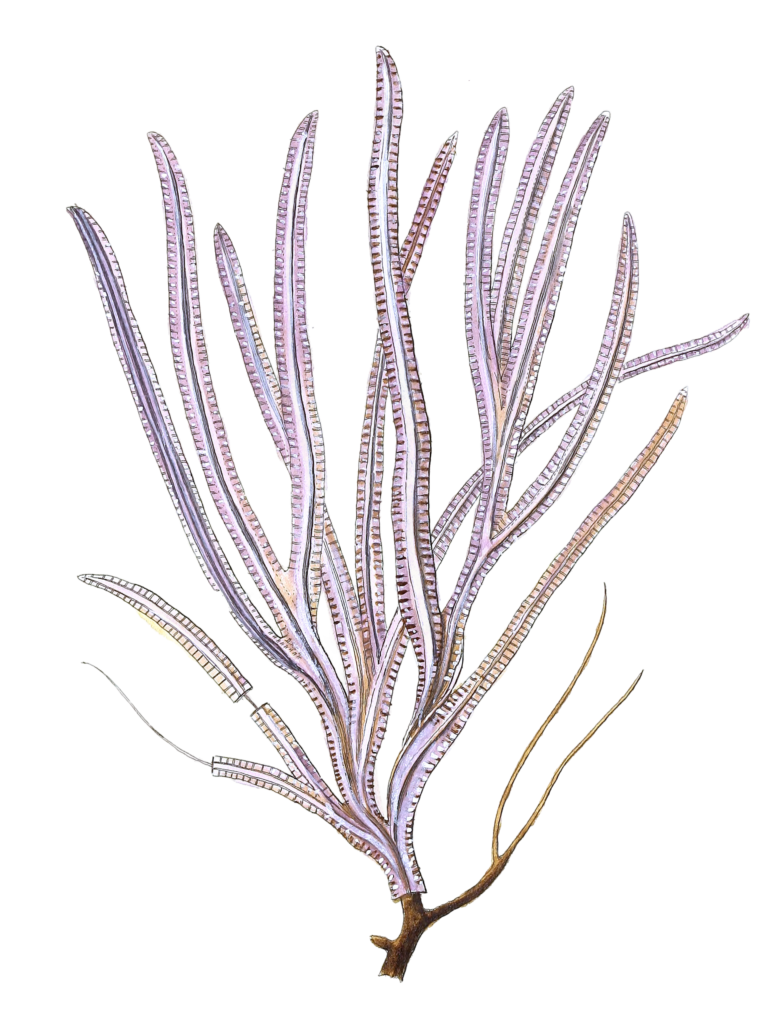Gorgonia Anceps Vintage Coral Illustration