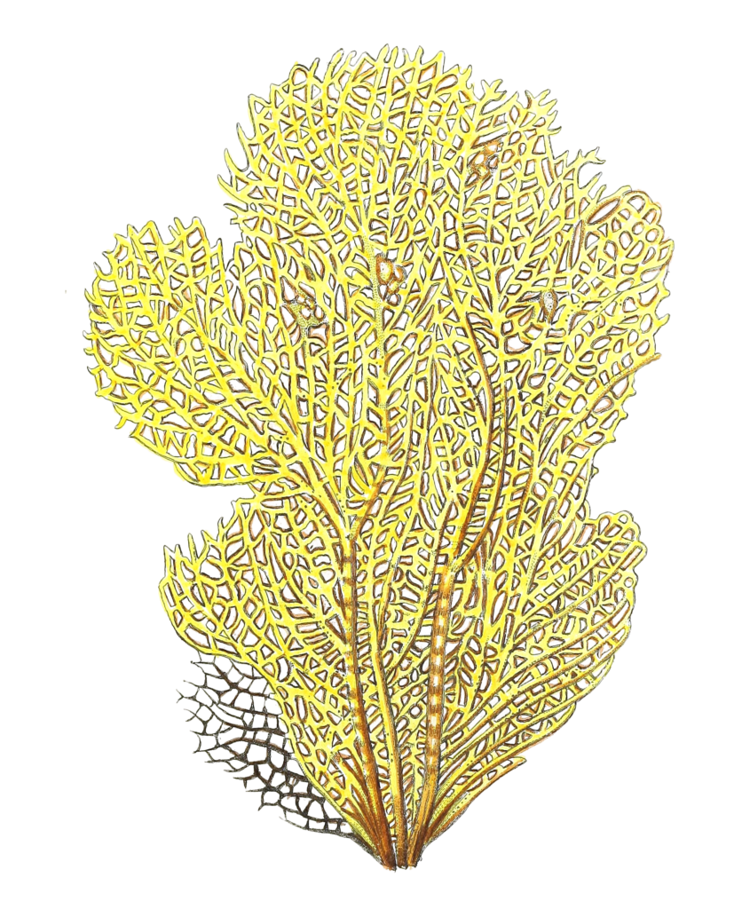 Gorgonia Flabellum Vintage Coral Illustration