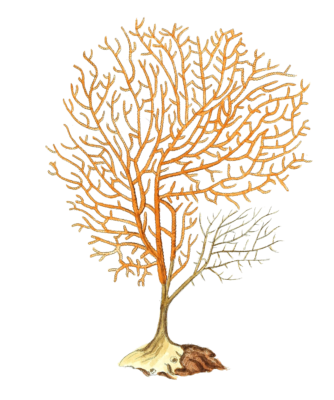 Gorgonia Granulata Vintage Coral Illustration