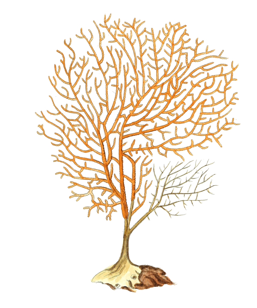 Gorgonia Granulata Vintage Coral Illustration