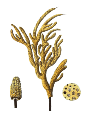 Gorgonia Luberola Vintage Coral Illustration