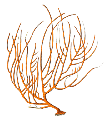 Gorgonia Miniacea Vintage Coral Illustration