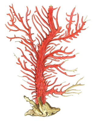 Gorgonia Palma Vintage Coral Illustration