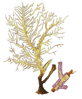 Gorgonia Petechizans Vintage Coral Illustration