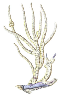 Gorgonia Porofa Vintage Coral Illustration