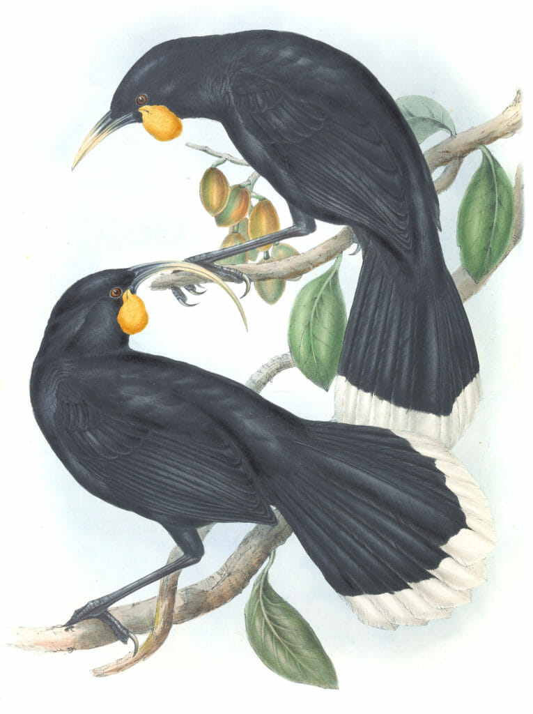 Goulds Neomorpha Bird Vintage Illustrations
