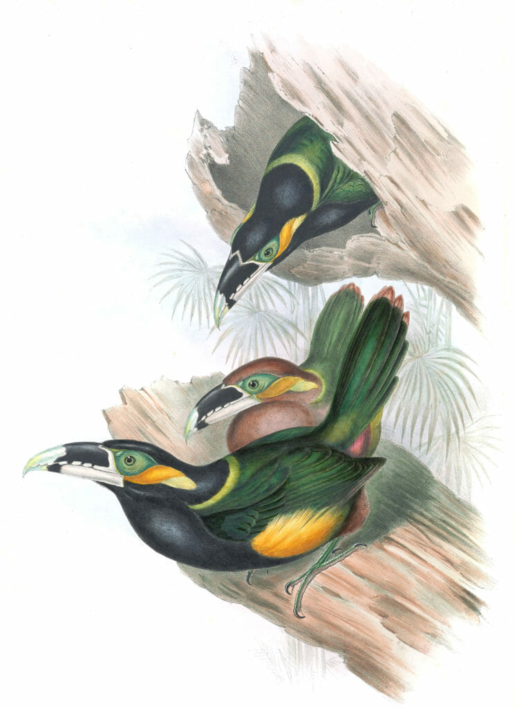 Goulds-toucanet-Selenidera-Gouldi