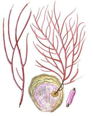 Gprgpmoa Ceratphyta Vintage Coral Illustration
