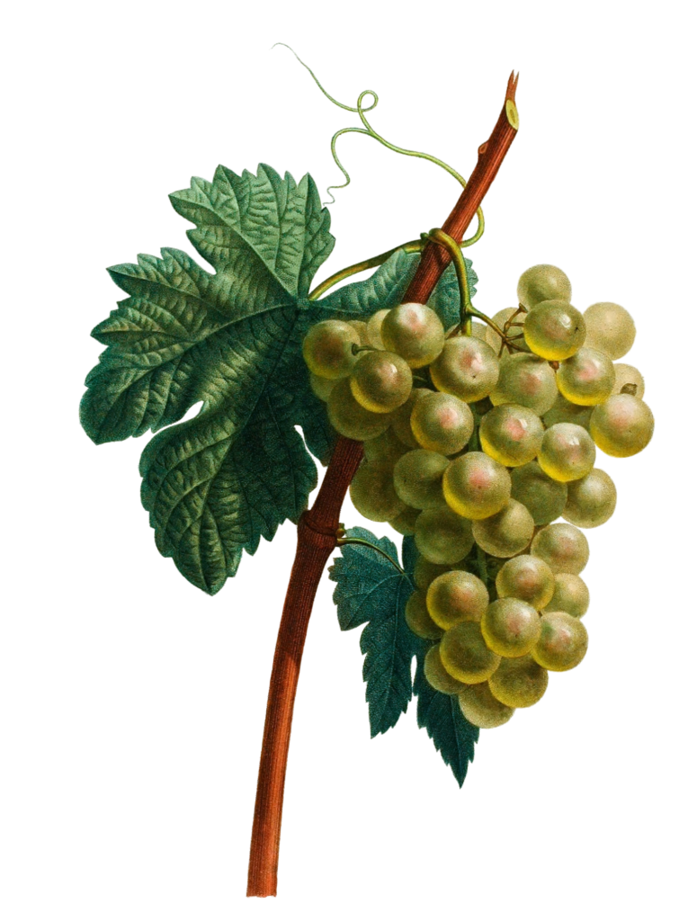 Grapes Raisin Blanc Vintage Fruit Illustration
