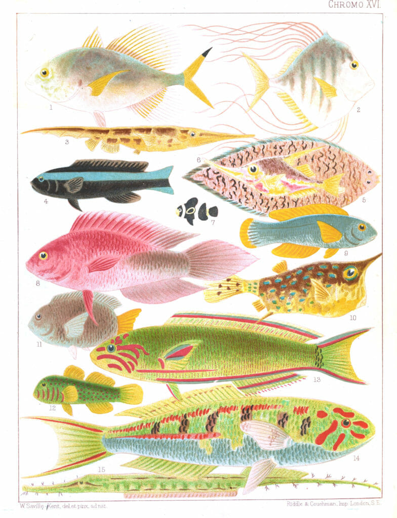 Great Barrier Reef 2 Vintage Fish Illustration