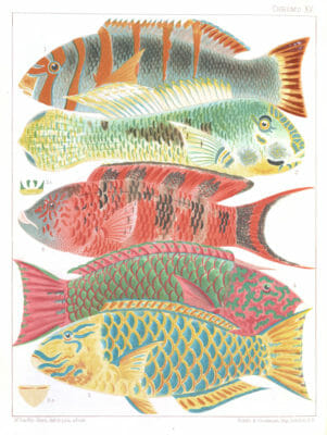 Great Barrier Reef Vintage Fish Illustration