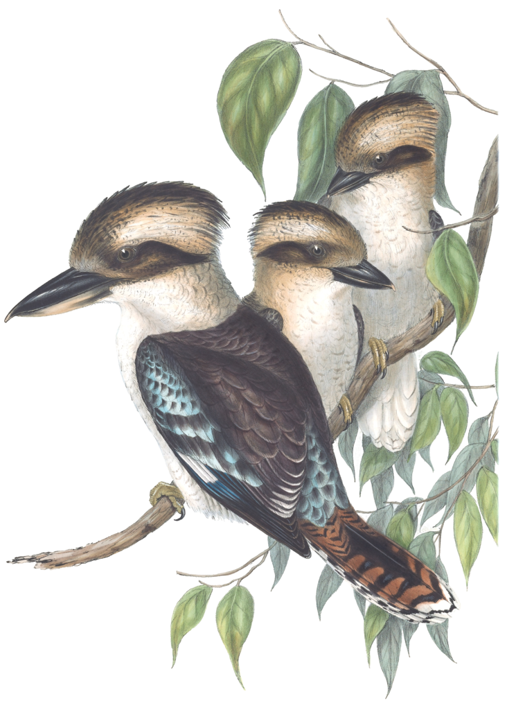 Great Brown Kingfisher Kookaburra Bird Vintage Illustrations