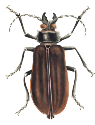 Great Cerambyx Beetle Vintage Illustration
