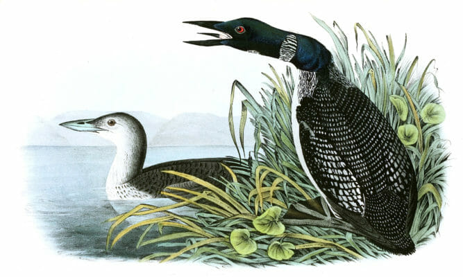 Great NOrth DIver Loon Bird Vintage Illustrations