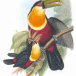 Green-billed-toucan-Ramphastos-Dicolorus