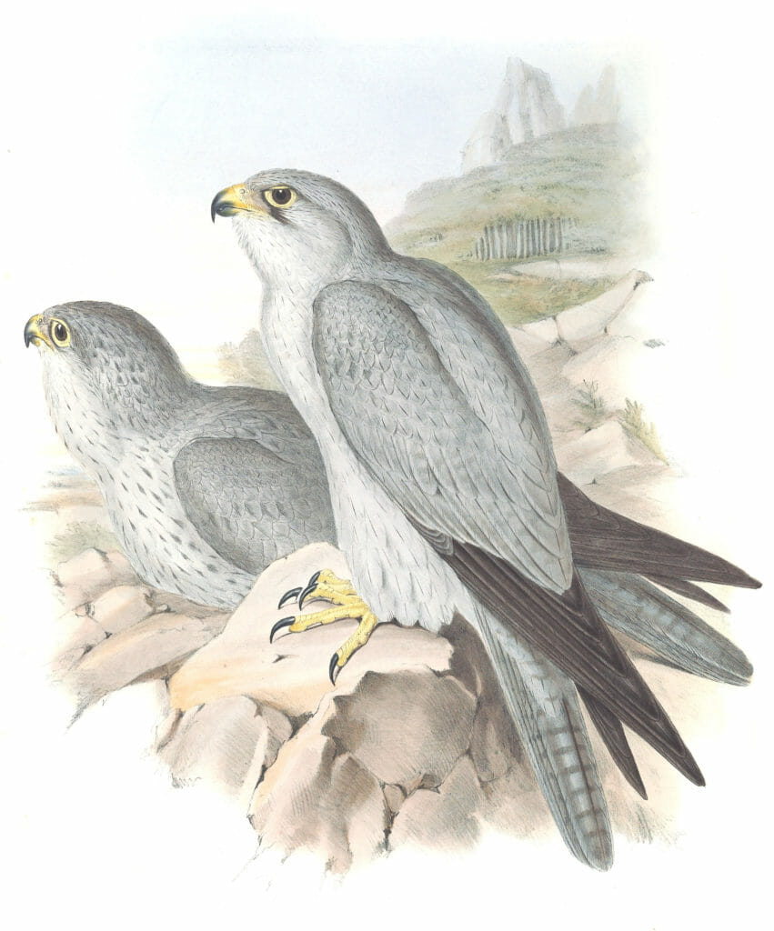 Grey Falcon Bird Vintage Illustrations
