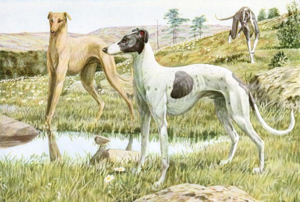 Greyhounds Dogs Vintage Illustrations