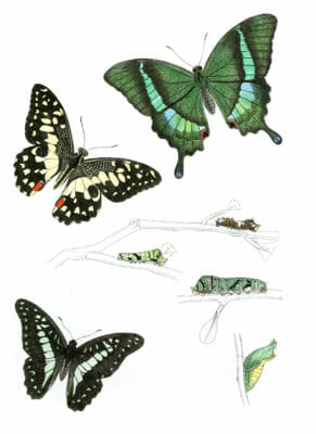 Ha.rimala-montanus-Orpbeides-Erithonius-Zetides-Doson