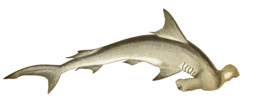 Hammer head Shark Vintage Illustration