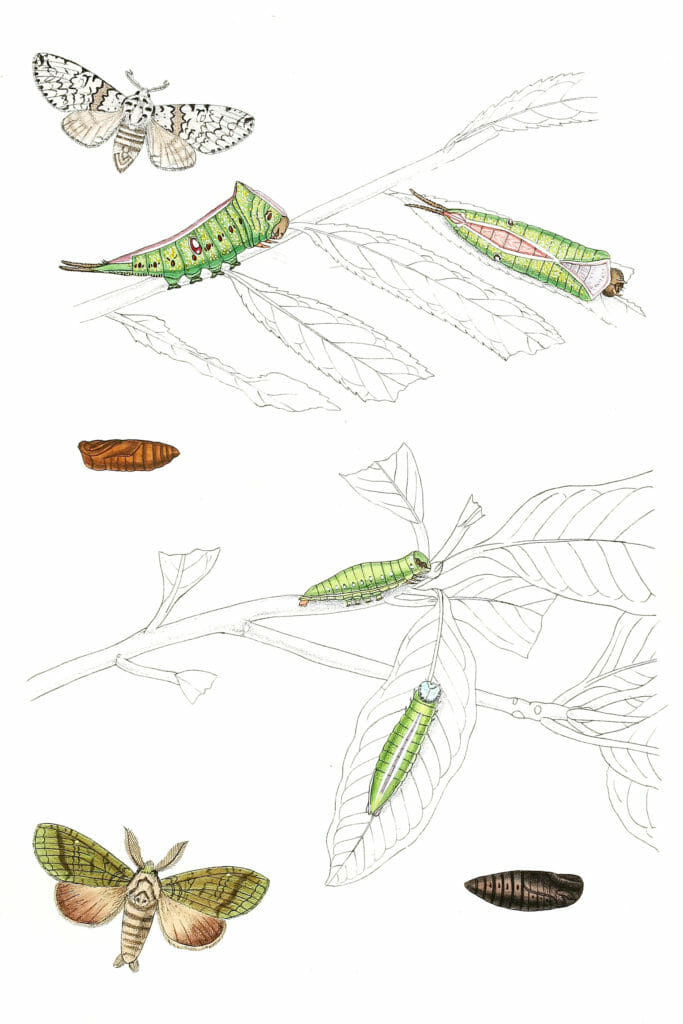 Harpyia-Kandyia-Netria-Viridescens-Moth-Vintage-Illustration