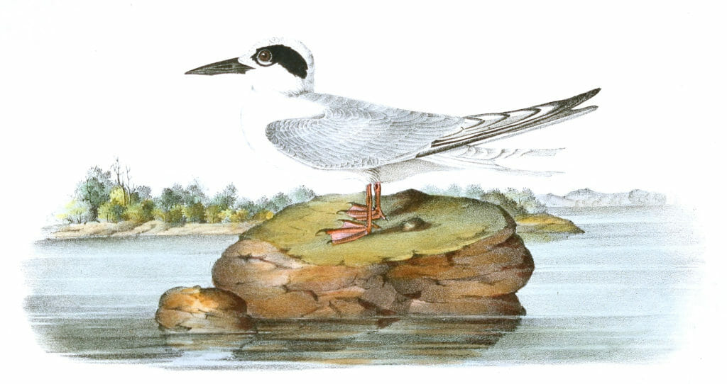 Harvells Tern Bird Vintage Illustrations