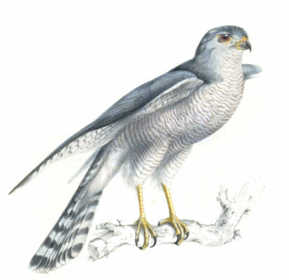 Hawk accipiter polyzoides copy