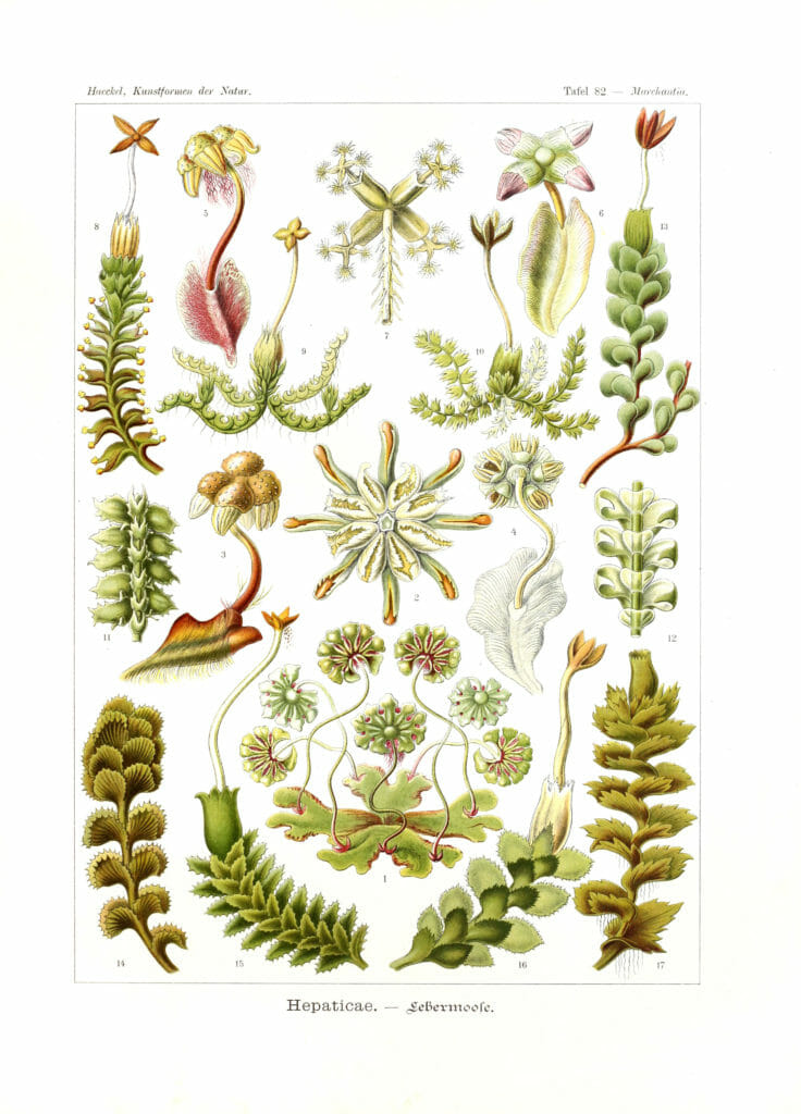 Hepaticae Ernst Haeckel Vintage Plant Illustrations