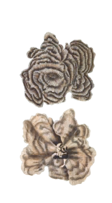 Hooded Madrepore Vintage Coral Illustration