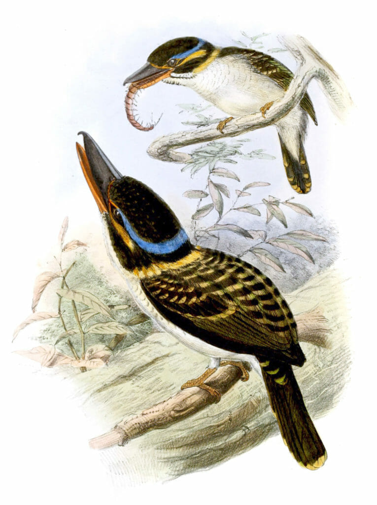 Hook Billed Kingfisher Bird Vintage Illustration
