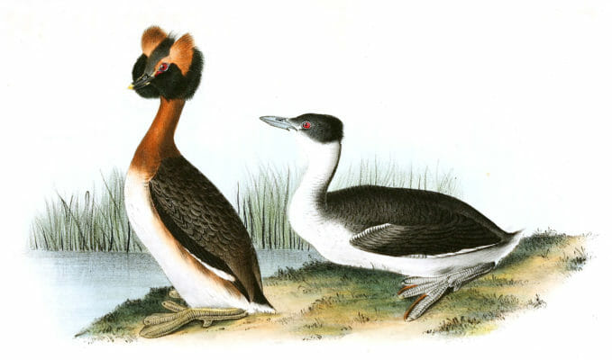 Horned Grebe Bird Vintage Illustrations