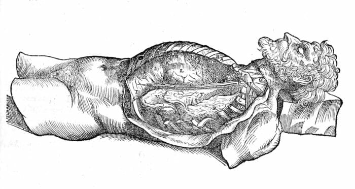 Human Digestive System Vintage Anatomy Illustrations
