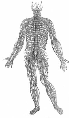 Human Nervous System 1 Vintage Anatomy Illustrations
