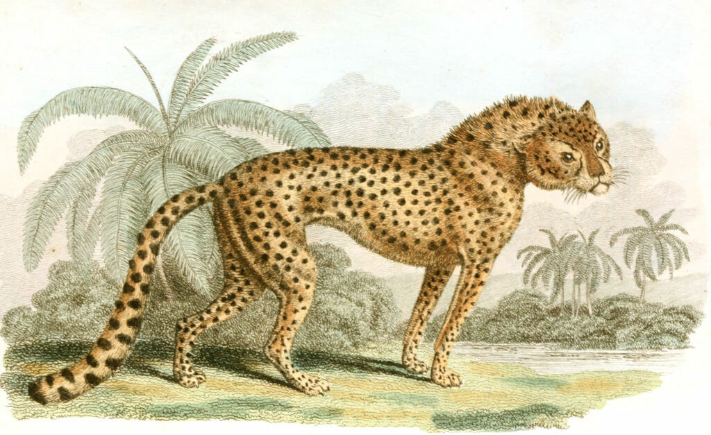 Hunting Leopard Vintage Illustration