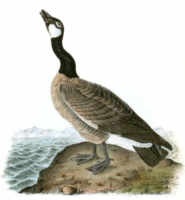 Hutchins Goose Bird Vintage Illustrations
