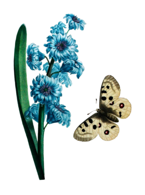 Hyacinth Or Jacinthe With A Apollo Butterfly Hovering Vintage Flower Illustration