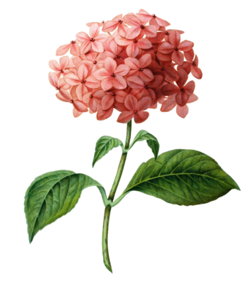 Hydrangea Hortensia Vintage Flower Illustration