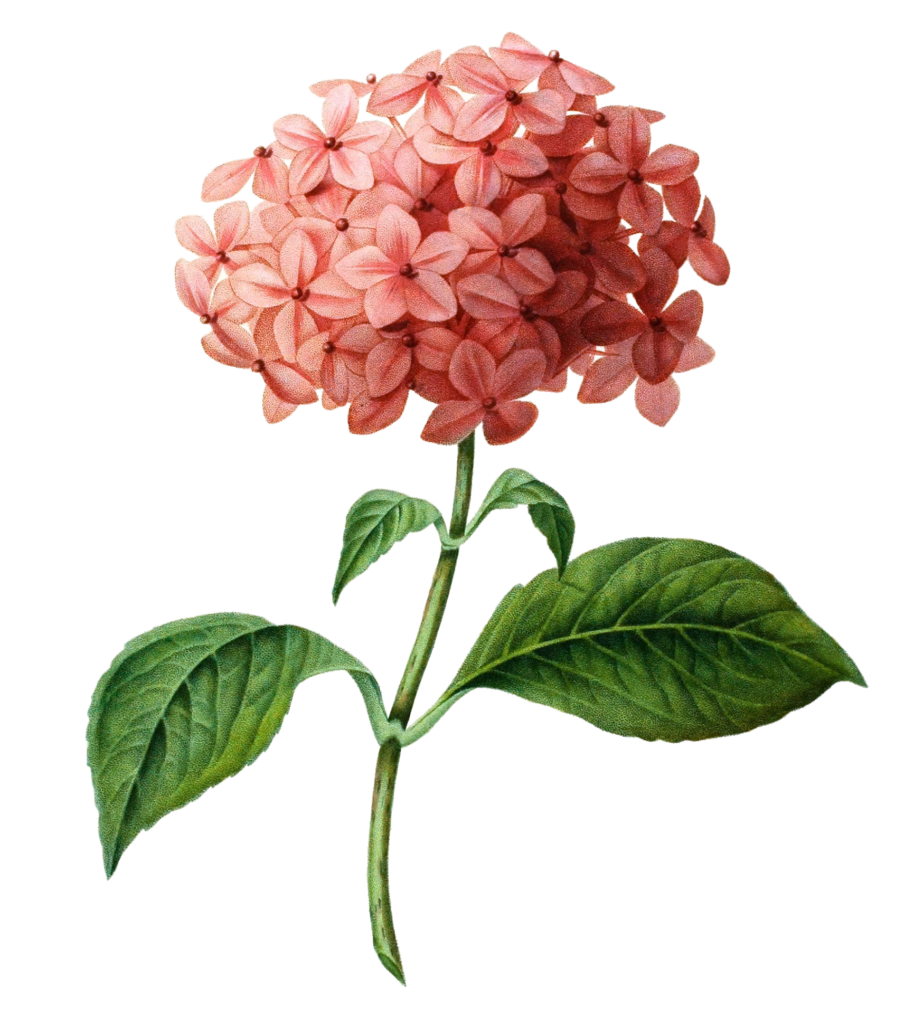 Hydrangea Hortensia Vintage Flower Illustration