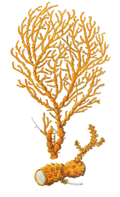 Ifis Aurantia Vintage Coral Illustration