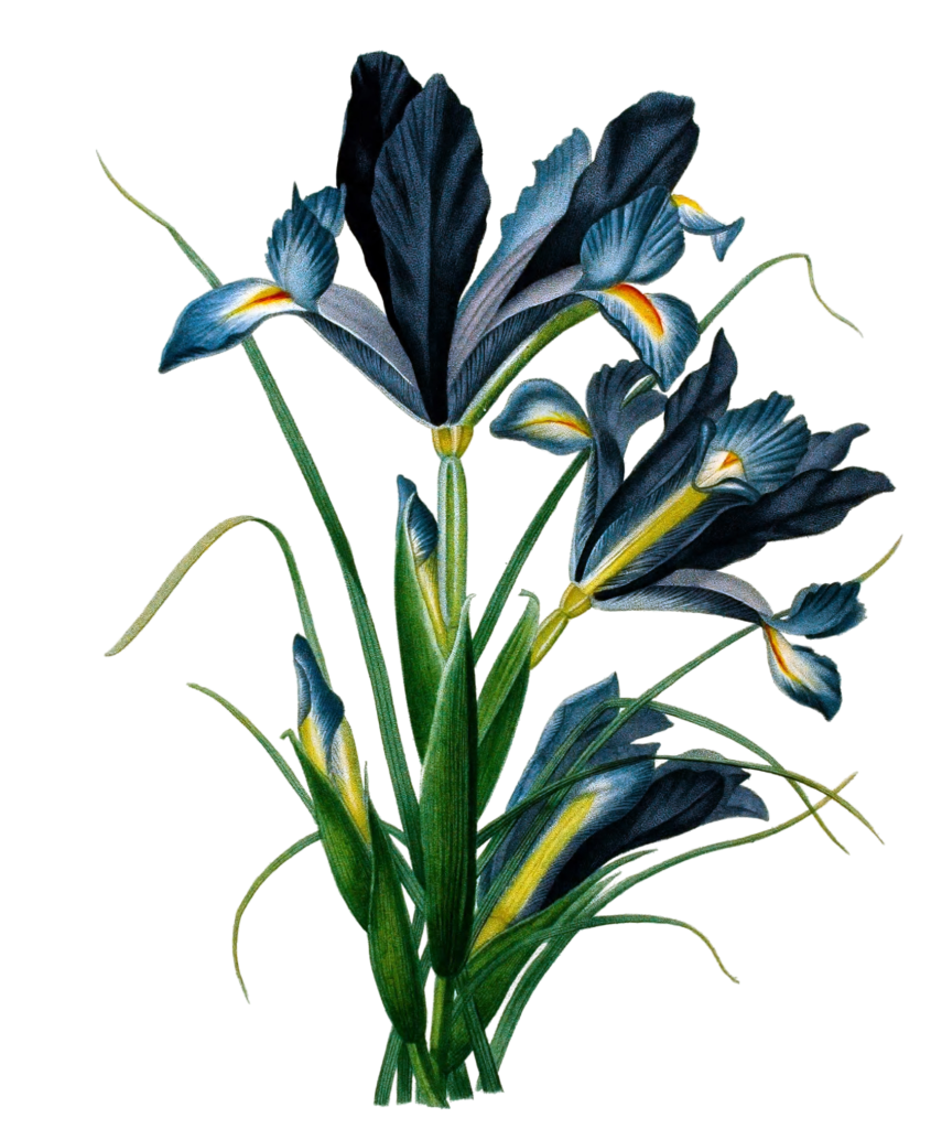 Iris Blue Vintage Flower Illustration