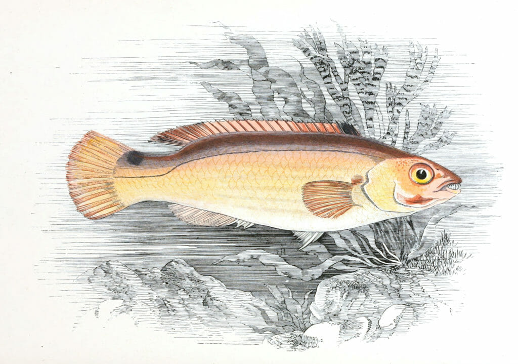 Jagos Goldsinny Fish Vintage Illustration