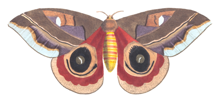 Janus Moth Vintage Insect Illustration