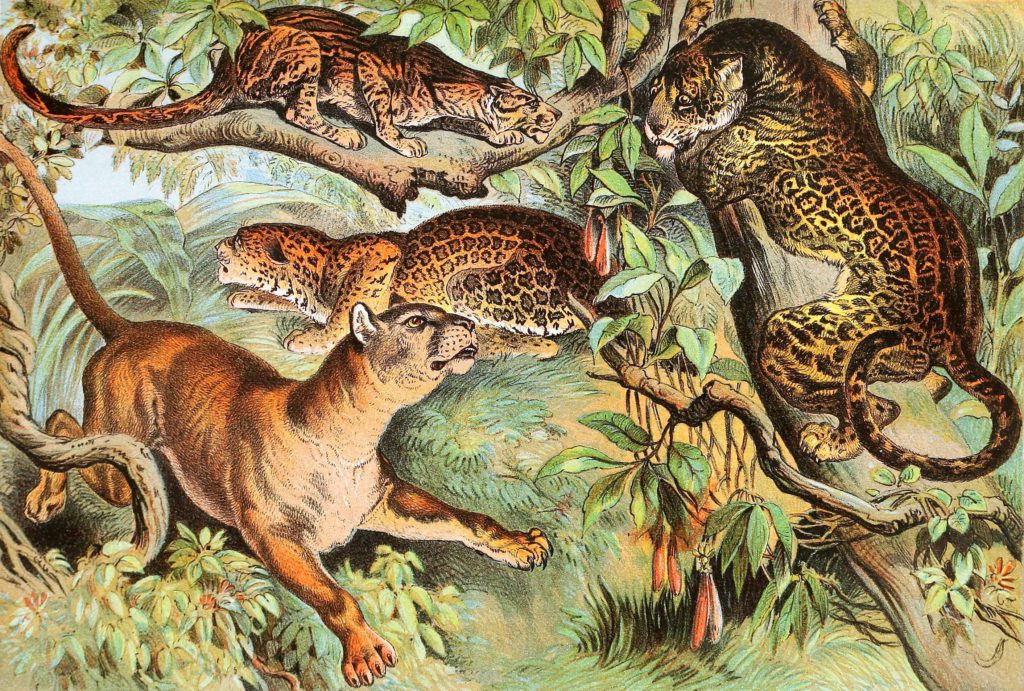 Japanese Pather Ocelot Cougar and Jaguar Vintage Illustrations