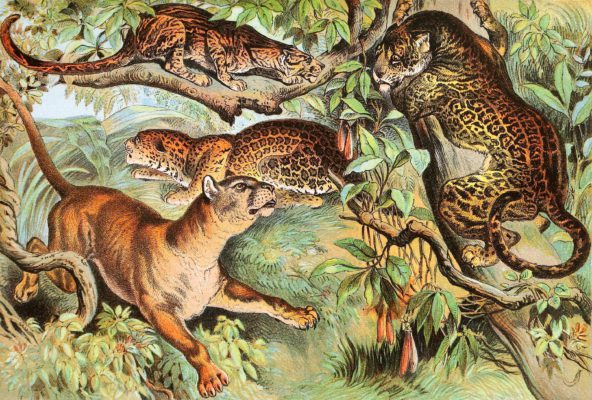 Japanese Pather Ocelot Cougar and Jaguar Vintage Illustrations