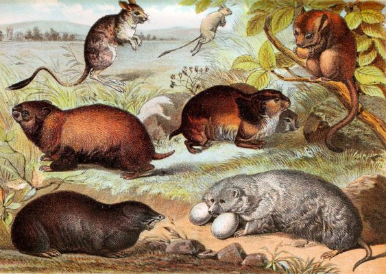 Jerboa Dormouse Hamster Lemming Mole Rat Fur Country Poughed Rat Vintage Illustrations