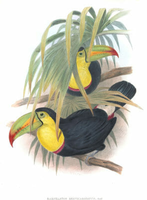 Keel-billed-toucan-Ramphastos-Brevicarinatus