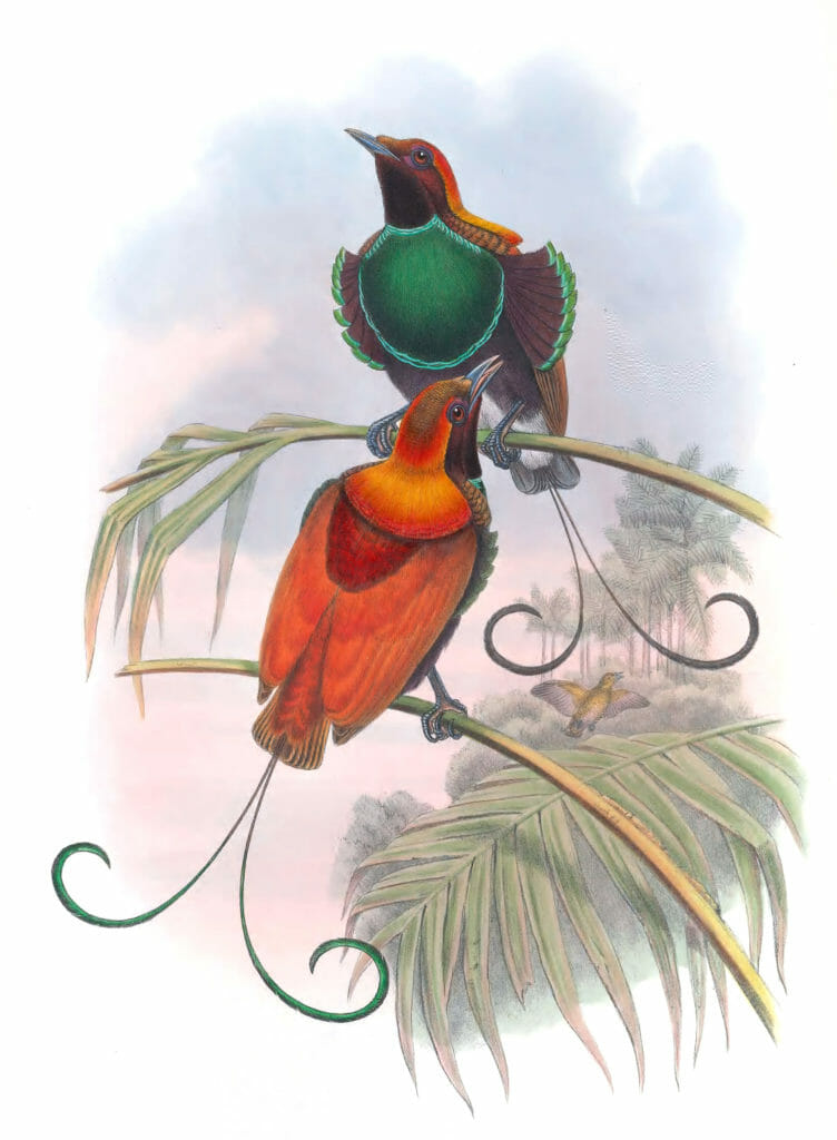 King Of Hollands Bird Of Paradise Rhipidornis Gulielmi Vintage Illustration