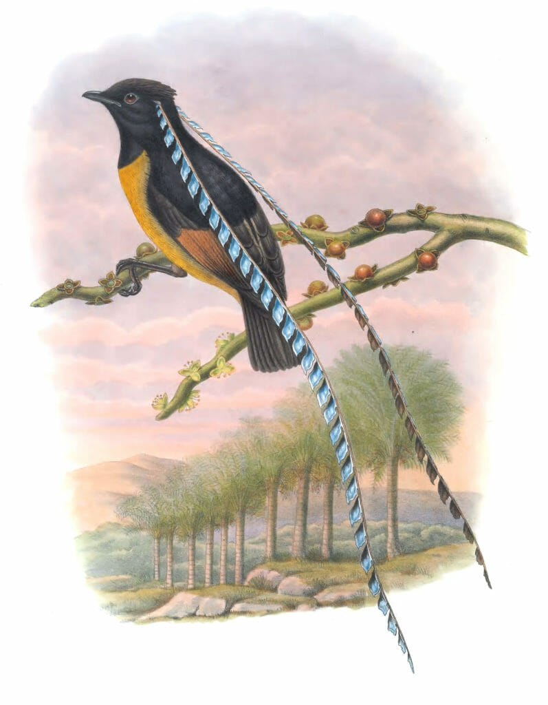 King Of Saxony Bird Of Paradise Vintage Illustration