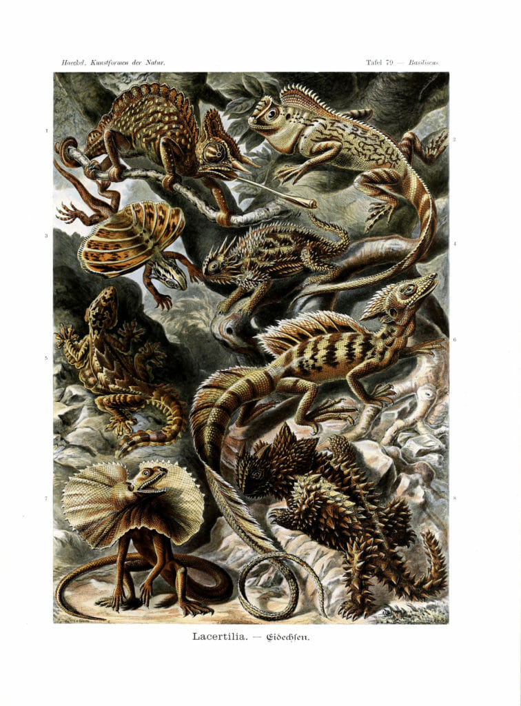Lacertilia Ernst Haeckel Vintage Lizard Illustrations