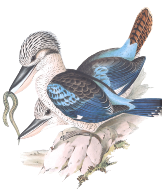 Leachs Kingfisher Blue Winged Kookaburra Bird Vintage Illustrations